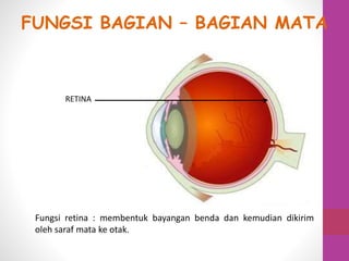 RETINA
Fungsi retina : membentuk bayangan benda dan kemudian dikirim
oleh saraf mata ke otak.
FUNGSI BAGIAN – BAGIAN MATA