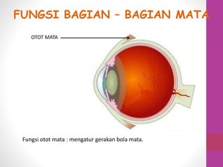 OTOT MATA
Fungsi otot mata : mengatur gerakan bola mata.
FUNGSI BAGIAN – BAGIAN MATA
