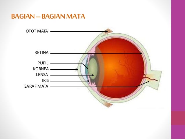 Gambar Mata Dan Bagian Bagiannya Berbagai Bagian Penting