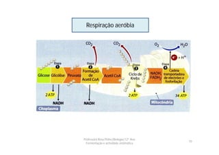 Respiração aeróbia




Professora Rosa Pinho|Biologia|12º Ano
                                         10
  Fermentação e actividade enzimática
 
