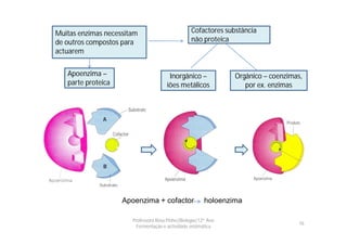 Muitas enzimas necessitam                         Cofactores substância
de outros compostos para                          não proteica
actuarem


   Apoenzima –                         Inorgânico –             Orgânico – coenzimas,
   parte proteica                     iões metálicos               por ex. enzimas




                    Apoenzima + cofactor                holoenzima

                       Professora Rosa Pinho|Biologia|12º Ano
                                                                                   16
                         Fermentação e actividade enzimática
 
