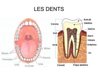 LES DENTS
Fila 1 Fila 2 Fila 3 Fila 4
0
2
4
6
8
10
12
Columna 1
Columna 2
Columna 3
 