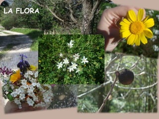 LA FLORA
 
