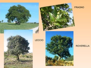 FRAGNO
LECCIO
ROVERELLA
 