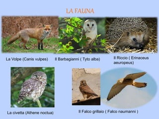 LA FAUNA
La Volpe (Canis vulpes)
Il Falco grillaio ( Falco naumanni )
Il Riccio ( Erinaceus
aeuropeus)
Il Barbagianni ( Tyto alba)
La civetta (Athene noctua)
 