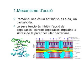 1.Mecanisme d’acció
   L’amoxicil·lina és un antibiòtic, és a dir, un
    bactericida.
   La seva funció és inhibir l’acció de
    peptidases i carboxipeptidases impedint la
    síntesi de la paret cel·lular bacteriana.
 