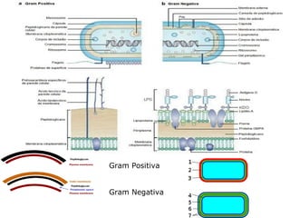 Gram Positiva


Gram Negativa
 