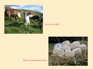 Goats in a field Picnic around goat cheese 