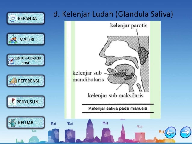 Powerpoint anatomi sistem pencernaan