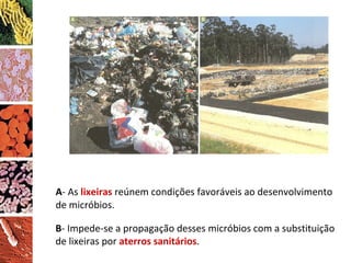 A - As  lixeiras  reúnem condições favoráveis ao desenvolvimento de micróbios. B - Impede-se a propagação desses micróbios com a substituição de lixeiras por  aterros sanitários . 