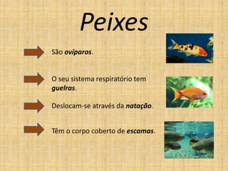 Peixes
Têm o corpo coberto de escamas.
São ovíparos.
Deslocam-se através da natação.
O seu sistema respiratório tem
guelras.
 