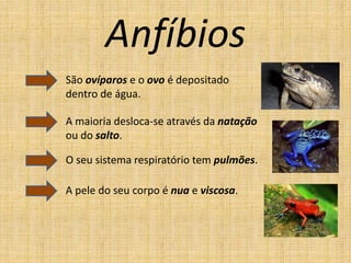 Anfíbios
São ovíparos e o ovo é depositado
dentro de água.
A maioria desloca-se através da natação
ou do salto.
O seu sistema respiratório tem pulmões.
A pele do seu corpo é nua e viscosa.
 