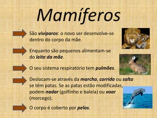 Mamíferos
São vivíparos: o novo ser desenvolve-se
dentro do corpo da mãe.
Enquanto são pequenos alimentam-se
do leite da mãe.
Deslocam-se através da marcha, corrida ou salto
se têm patas. Se as patas estão modificadas,
podem nadar (golfinho e baleia) ou voar
(morcego).
O seu sistema respiratório tem pulmões.
O corpo é coberto por pelos.
 