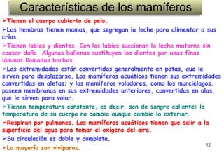 Características de los mamíferos Tienen el cuerpo cubierto de pelo.  Las hembras tienen mamas, que segregan la leche para alimentar a sus crías.   Tienen labios y dientes. Con los labios succionan la leche materna sin causar daño. Algunas ballenas sustituyen los dientes por unas finas láminas llamadas barbas.  Las extremidades están convertidas generalmente en patas, que le sirven para desplazarse. Los mamíferos acuáticos tienen sus extremidades convertidas en aletas; y los mamíferos voladores, como los murciélagos, poseen membranas en sus extremidades anteriores, convertidas en alas, que le sirven para volar.   Tienen temperatura constante, es decir, son de sangre caliente: la temperatura de su cuerpo no cambia aunque cambie la exterior.    Respiran por pulmones. Los mamíferos acuáticos tienen que salir a la superficie del agua para tomar el oxígeno del aire.  Su circulación es doble y completa.   La mayoría son vivíparos.   