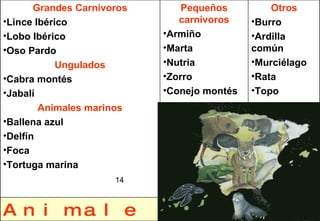 14 Animales en Extinción Otros Burro Ardilla común Murciélago Rata Topo Pequeños carnívoros Armiño Marta Nutria Zorro Conejo montés Grandes Carnívoros Lince Ibérico Lobo Ibérico Oso Pardo Ungulados Cabra montés Jabalí Animales marinos Ballena azul Delfín Foca Tortuga marina 