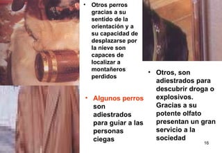 Algunos perros  son adiestrados para guiar a las personas ciegas Otros perros gracias a su sentido de la orientación y a su capacidad de desplazarse por la nieve son capaces de localizar a montañeros perdidos Otros, son adiestrados para descubrir droga o explosivos. Gracias a su potente olfato presentan un gran servicio a la sociedad 
