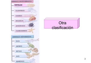 ESPONJAS Otra  clasificación 