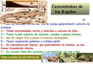 Características de los Reptiles 29                                                                                     TRES EJEMPLOS DE REPTILES 1 .- Son vertebrados terrestres, con el cuerpo generalmente cubierto de escamas.   2.- Tienen extremidades cortas y laterales o carecen de ellas.   3.- Tienen la piel cubierta de escamas, escudos o placas córneas.   4.- Son de sangre fría y pasan el invierno aletargados.   5.- Tienen respiración pulmonar y cutánea (piel).   6.- Se reproducen por huevos, que generalmente no incuban, ya que tienen fecundación interna.   7.- Su corazón tiene dos aurículas y un ventrículo con una o dos cavidades.                                                                                                             