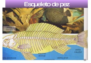 Esqueleto de pez 33 