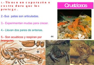 Crustáceos 44 1.-  Tienen un caparazón o costra dura que los protege.   2.-Sus  patas son articuladas.   3.- Experimentan mudas para crecer.   4.- Llevan dos pares de antenas. 5.- Son acuáticos y respiran por branquias. 