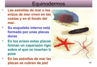 Equinodermos Las estrellas de mar o los erizos de mar viven en las costas y en el fondo del mar. Su esqueleto interno está formado por unas placas duras En los erizos estas placas forman un caparazón rígido sobre el que se insertan las púas   En las estrellas de mar las placas se cubren de piel 