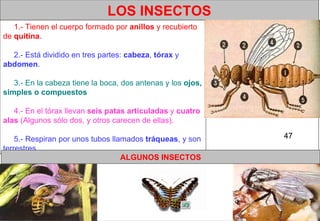    47                                                                     1.- Tienen el cuerpo formado por  anillos  y recubierto de  quitina .         2.- Está dividido en tres partes:  cabeza ,  tórax  y  abdomen .          3.- En la cabeza tiene la boca, dos antenas y los  ojos, simples o compuestos         4.- En el tórax llevan  seis patas articuladas  y  cuatro alas  (Algunos sólo dos, y otros carecen de ellas).         5.- Respiran por unos tubos llamados  tráqueas , y son terrestres. LOS INSECTOS                                                                                                                ALGUNOS INSECTOS 