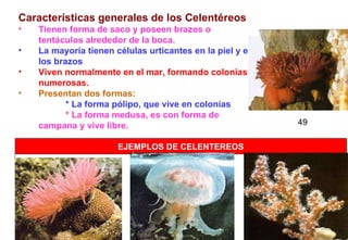    49                                                                                      EJEMPLOS DE CELENTEREOS                                                  Características generales de los Celentéreos Tienen forma de saco y poseen brazos o tentáculos alrededor de la boca.   La mayoría tienen células urticantes en la piel y en los brazos   Viven normalmente en el mar, formando colonias numerosas.   Presentan dos formas:               * La forma pólipo, que vive en colonias               * La forma medusa, es con forma de campana y vive libre. 