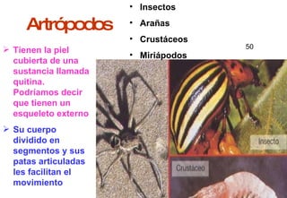 Artrópodos Insectos Arañas Crustáceos Miriápodos Tienen la piel cubierta de una sustancia llamada quitina. Podríamos decir que tienen un esqueleto externo Su cuerpo dividido en segmentos y sus patas articuladas les facilitan el movimiento 50 