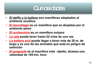 Curiosidades El delfín y la ballena   son mamíferos adaptados al ambiente acuático. El murciélago   es un mamífero que se desplaza por el ambiente aéreo El ornitorrinco  es un mamífero ovíparo La rata  puede tener hasta 22 crías de una vez La ballena azul  puede llegar a tener más de 30 m. de largo y es uno de los animales que está en peligro de extinción El guepardo  es el mamífero más  rápido; alcanza una velocidad de 105 km. hora  
