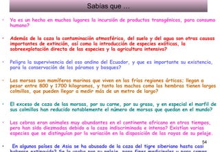 Sabías que … Ya es un hecho en muchos lugares la incursión de productos transgénicos, para consumo humano?    Además de la caza la contaminación atmosférica, del suelo y del agua son otras causas importantes de extinción, así como la introducción de especies exóticas, la sobreexplotación directa de las especies y la agricultura intensiva? Peligra la supervivencia del oso andino del Ecuador, y que es importante su existencia, para la conservación de los páramos y bosques? Las morsas son mamíferos marinos que viven en las frías regiones árticas; llegan a pesar entre 800 y 1700 kilogramos, y tanto los machos como las hembras tienen largos colmillos, que pueden llegar a medir más de un metro de largo? El exceso de caza de las morsas, por su carne, por su grasa, y en especial el marfil de sus colmillos han reducido notablemente el número de morsas que quedan en el mundo? Las cebras eran animales muy abundantes en el continente africano en otros tiempos, pero han sido diezmadas debido a la caza indiscriminada e intensa? Existían varias especies que se distinguían por la variación en la disposición de las rayas de su pelaje. En algunos países de Asia se ha abusado de la caza del tigre siberiano hasta casi haberse extinguido? Se lo usaba por su pelaje, para fines medicinales y para comer. En algunos países de Asia se ha abusado de la caza del tigre siberiano hasta casi haberse extinguido? Se lo usaba por su pelaje, para fines medicinales y para comer. 