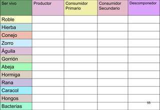Bacterias Hongos Caracol Rana Hormiga Abeja Gorrión Águila Zorro Conejo Hierba Roble Descomponedor Consumidor Secundario Consumidor Primario Productor Ser vivo 