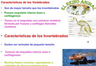 Son de mayor tamaño que los invertebrados Poseen esqueleto interno óseo o cartilaginoso Tienen en el esqueleto una columna vertebral formada por huesos y cartílagos llamados vértebras Características de los Vertebrados Suelen ser animales de pequeño tamaño Carecen de esqueleto interno óseo o cartilaginoso   Muchos tienen conchas, caparazones o cubiertas de alguna sustancia dura Características de los Invertebrados 6 
