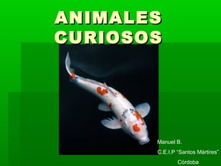 ANIMALESANIMALES
CURIOSOSCURIOSOS
Manuel B.
C.E.I.P “Santos Mártires”
Córdoba
 
