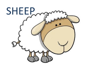 SHEEP 