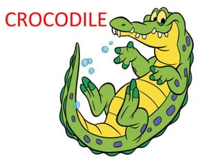 CROCODILE 