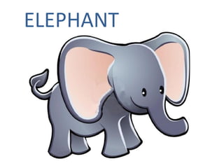 ELEPHANT 