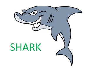 SHARK 