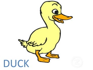 DUCK 
