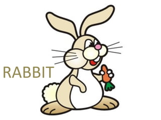 RABBIT 