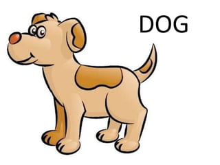 DOG 