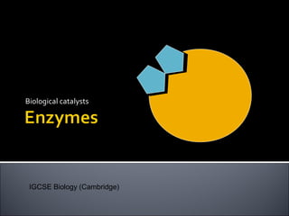 Biological catalysts
IGCSE Biology (Cambridge)
 
