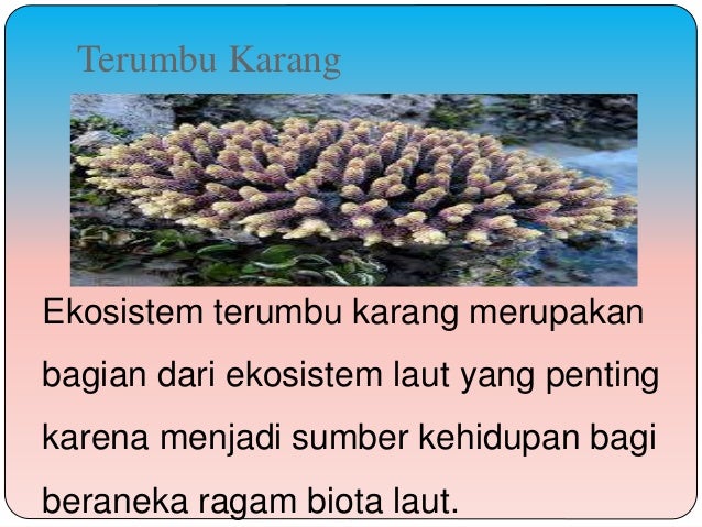 Power Point Terumbu Karang