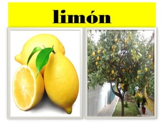 limón
 