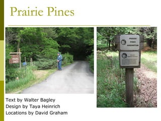Prairie Pines




Text by Walter Bagley
Design by Taya Heinrich
Locations by David Graham
 