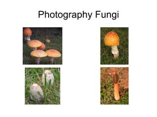 Photography Fungi 