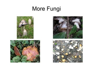 More Fungi 