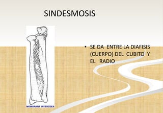 SINDESMOSIS SE DA  ENTRE LA DIAFISIS (CUERPO) DEL  CUBITO  Y EL  RADIO 