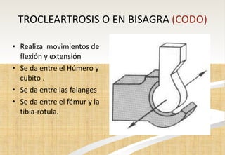 TROCLEARTROSIS O EN BISAGRA  (CODO) Realiza  movimientos de flexión y extensión Se da entre el Húmero y cubito . Se da entre las falanges Se da entre el fémur y la  tibia-rotula. 