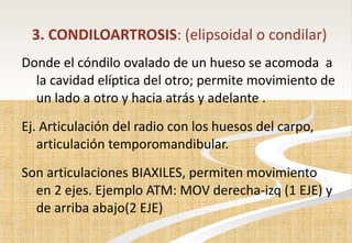 3. CONDILOARTROSIS : (elipsoidal o condilar ) D onde el cóndilo ovalado de un hueso se acomoda  a la cavidad elíptica del otro; permite movimiento de un lado a otro y hacia atrás y adelante . Ej. Articulación del radio con los huesos del carpo, articulación temporomandibular. Son articulaciones BIAXILES, permiten movimiento  en 2 ejes. Ejemplo ATM: MOV derecha-izq (1 EJE) y de arriba abajo(2 EJE) 