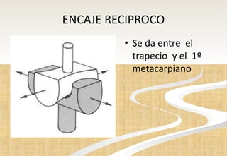 ENCAJE RECIPROCO Se da entre  el trapecio  y el  1º metacarpiano   